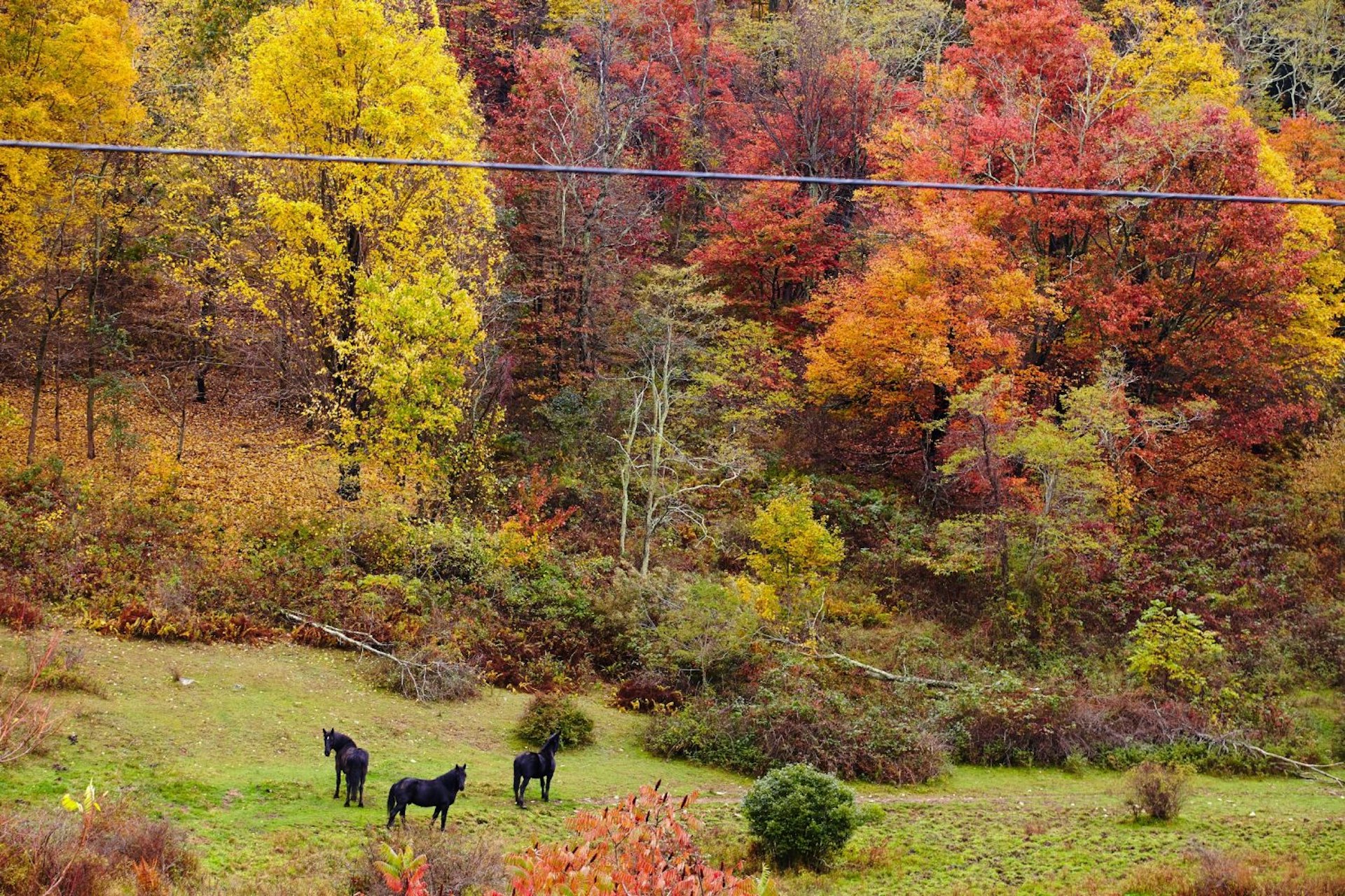 Horses grazing close to the Blue Ridge Parkway in Virginia, USA. 