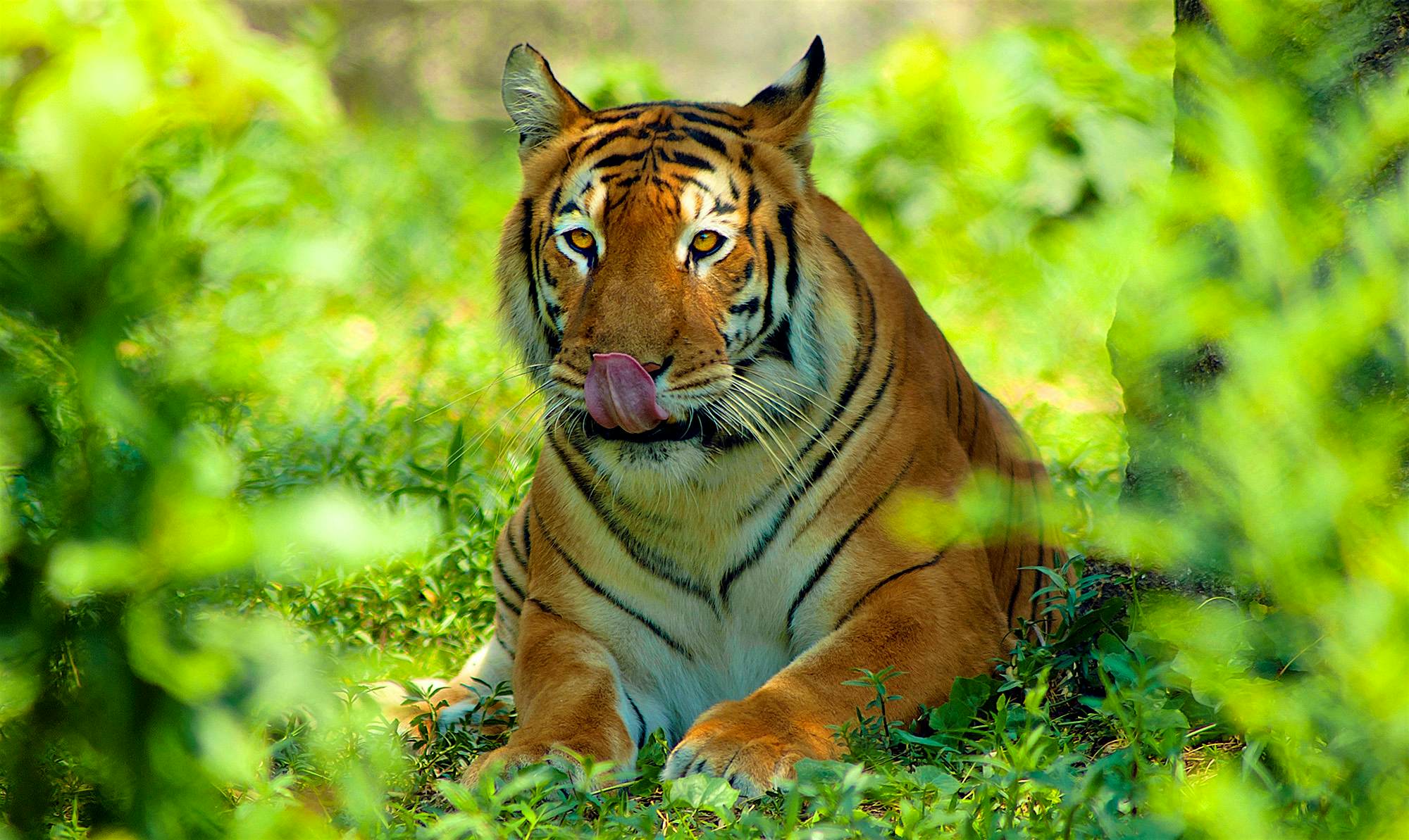 Travel News - Lets meet with the mighty - ROYAL BENGAL TIGER A Royal Bengal tiger lying on grass