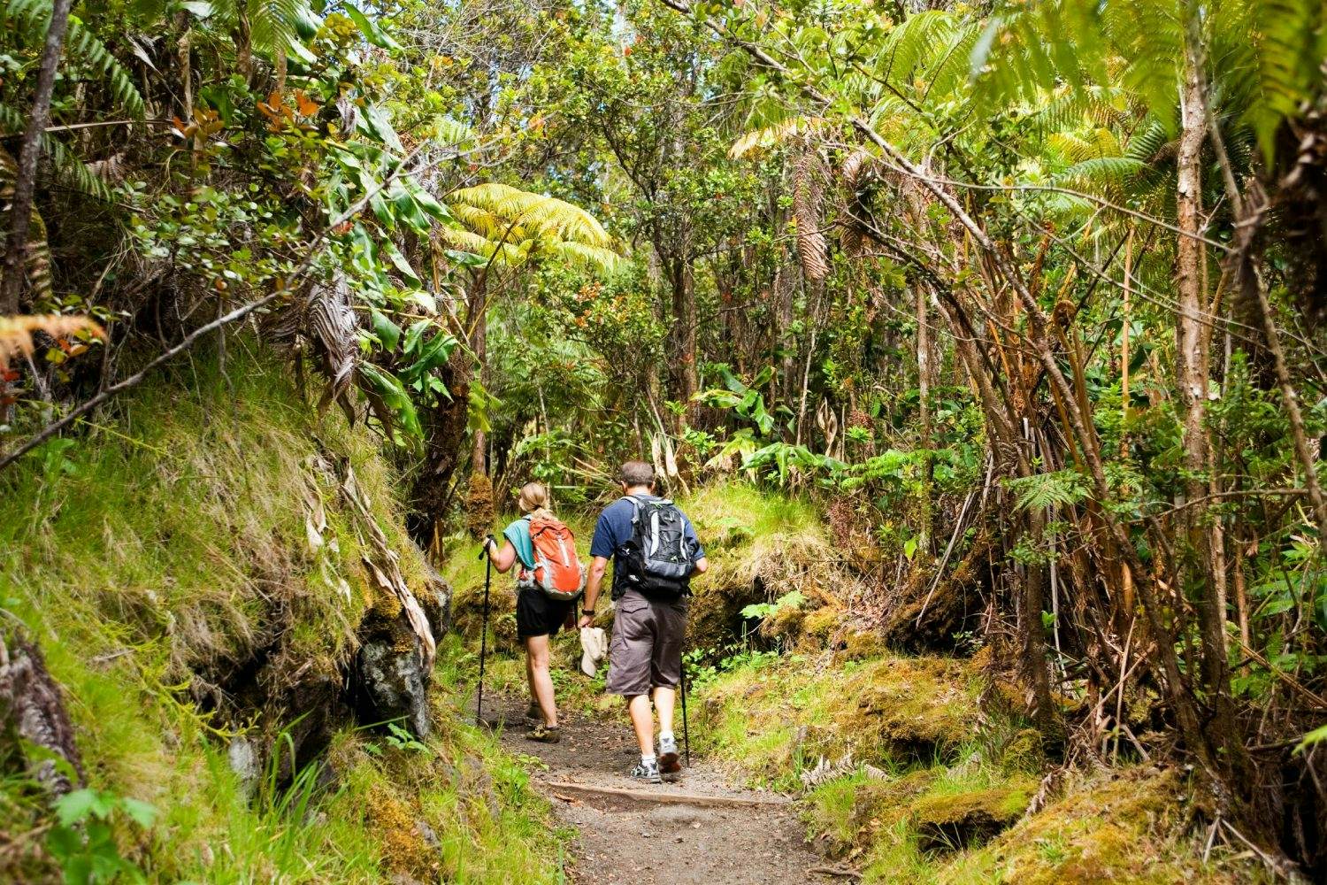 You will be hiking over some rocks and tree roots, and like the connector trail, it can be muddy if it recently. A year after a volcano erupted, this popular hiking trail in Hawai'i