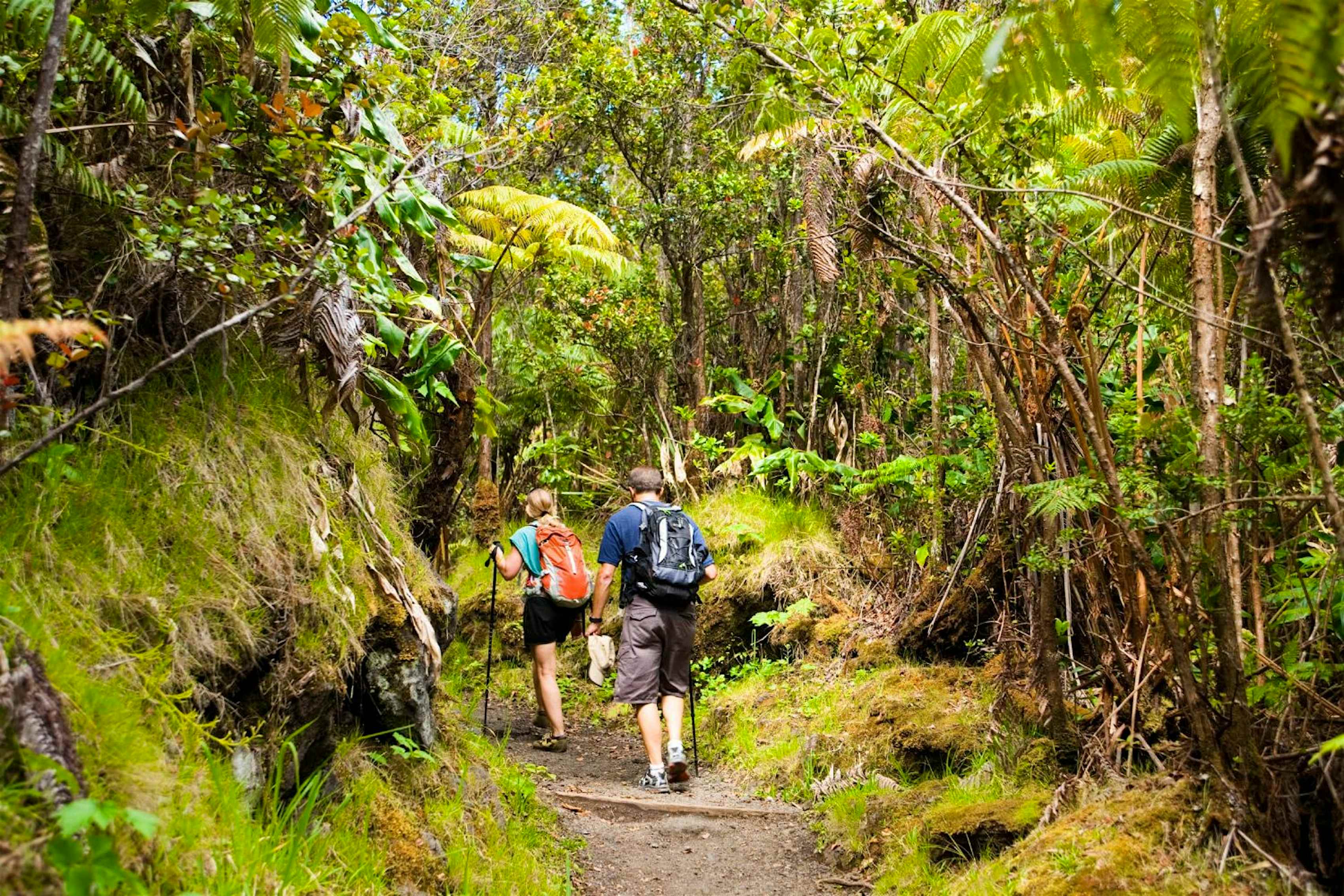 You will be hiking over some rocks and tree roots, and like the connector trail, it can be muddy if it recently. A year after a volcano erupted, this popular hiking trail in Hawai'i