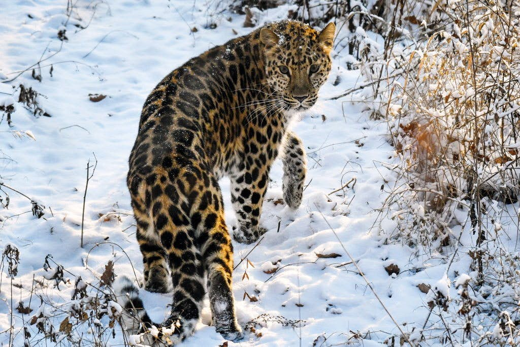 Amur Leopards In The Wild Is Now Above The Threat Of Extinction Level   GettyImages 875637904 