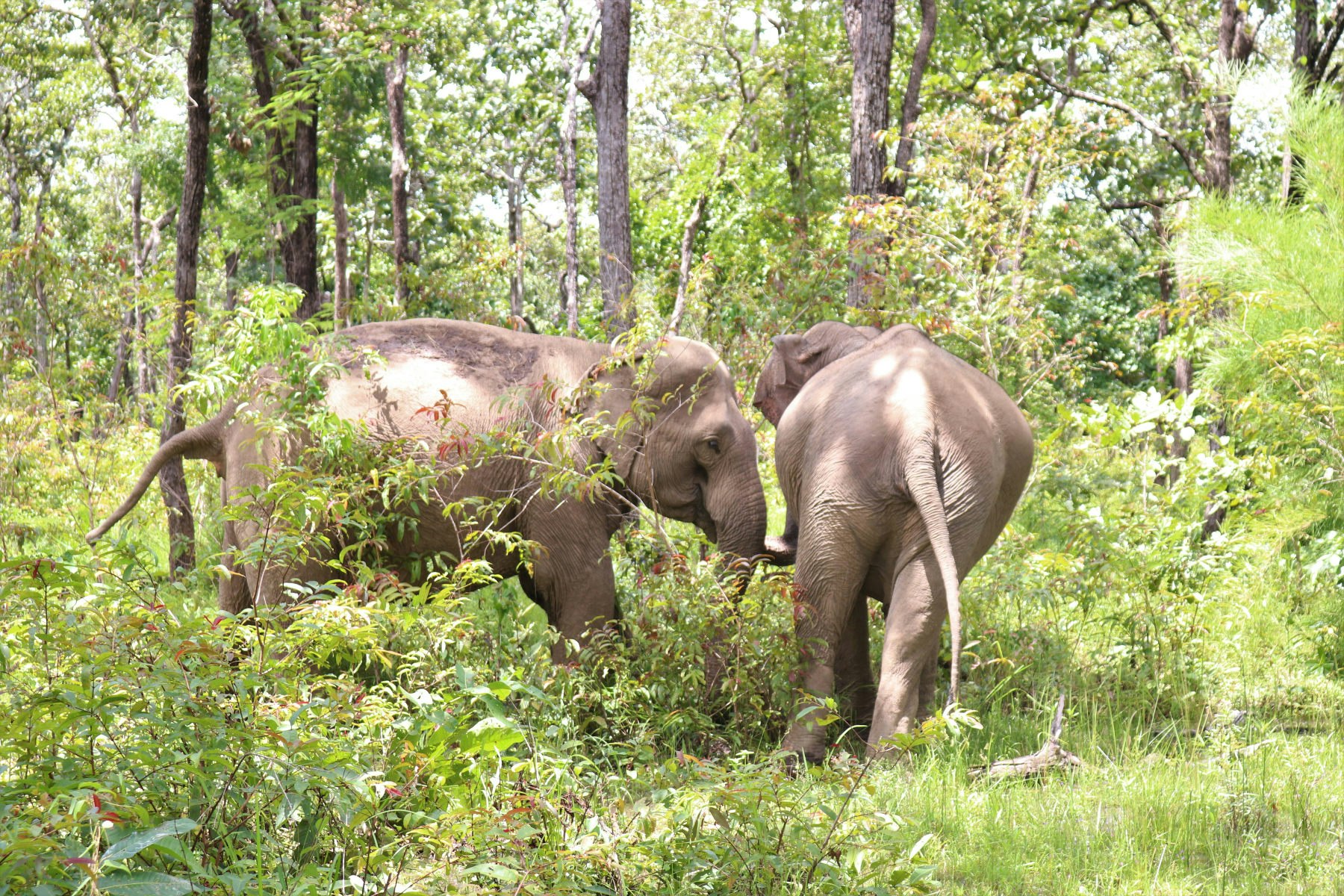 Travel News - elephants vietnam