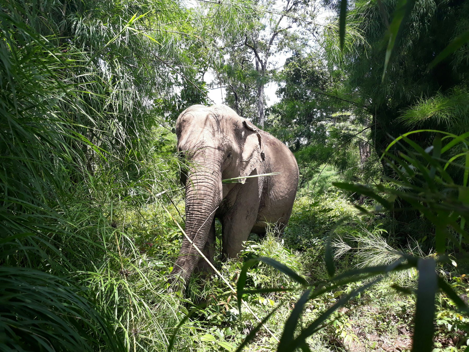 Travel News - ethical elephant park vietnam