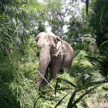 Travel News - ethical elephant park vietnam