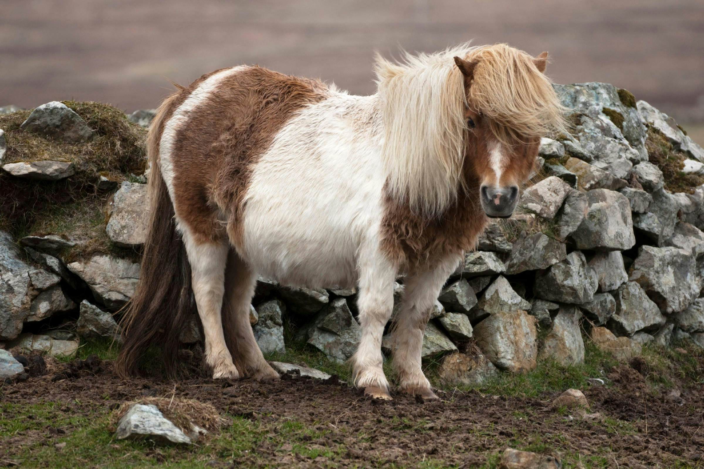 Why You May Start To See Scotland's Shetland Islands In A New Light