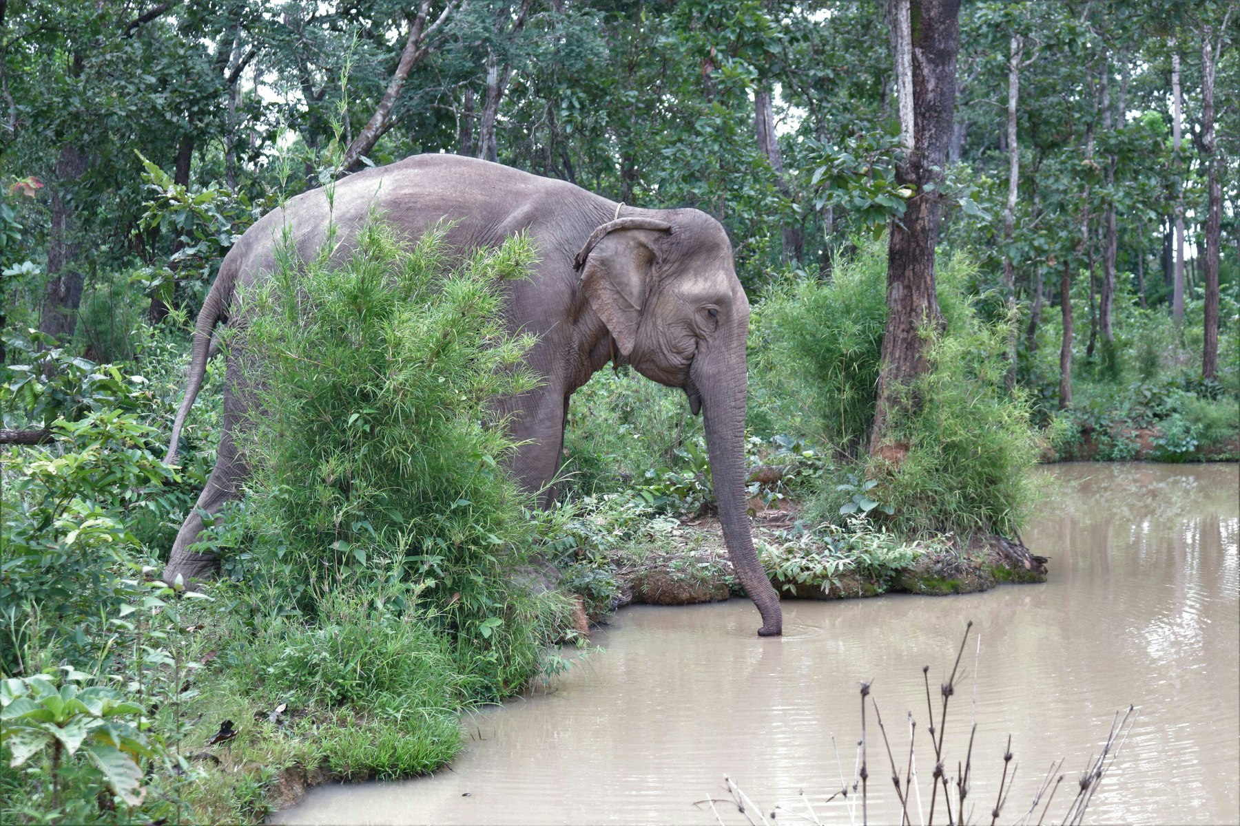 Travel News - yok don elephants