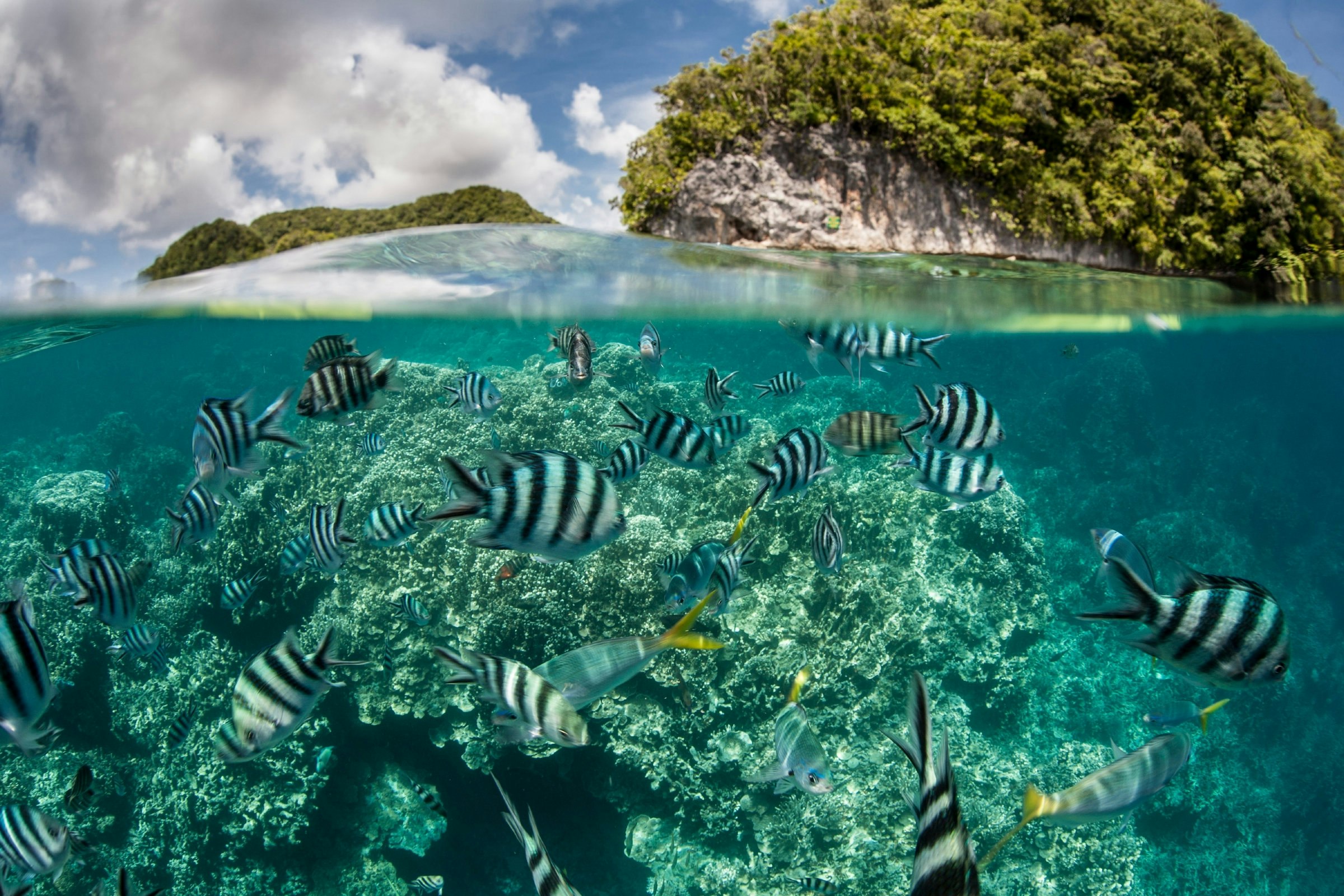 Travel News - palau