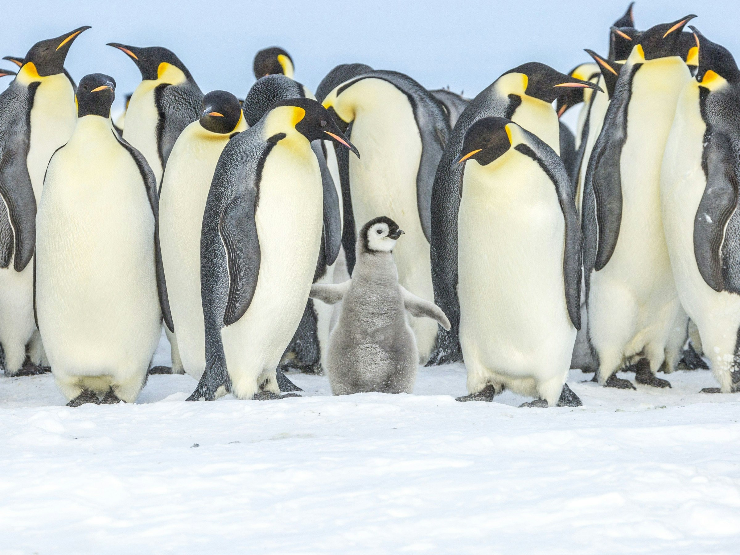 Travel News - penguins antarctica