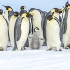 Travel News - penguins antarctica