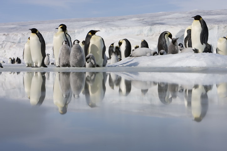 Travel News - Antarctica, Snow Hill Island, emperor penguins on ice