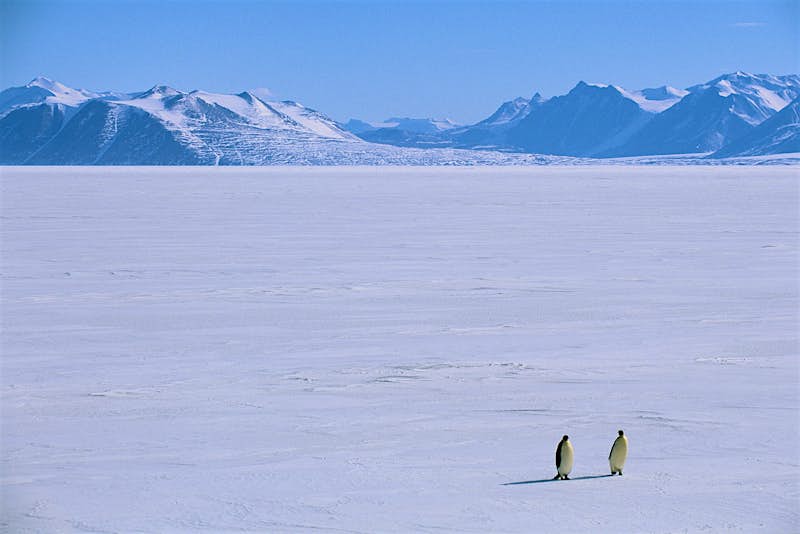 Travel News - EMPEROR PENGUINS ON SEA ICE OFF ANTARCTIC DRY VALLEYS Travel News - EMPEROR PENGUINS ON SEA ICE OFF ANTARCTIC DRY VALLEYS
