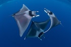 Travel News - Ocean-Art-Underwater-Photo-Competition-Marine-Life-Behavior-Duncan-Murrell-Courting-devil-ray-ballet