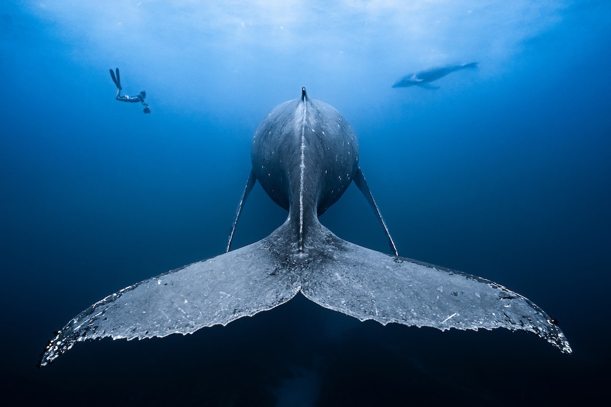 Travel News - Ocean-Art-Underwater-Photo-Competition-Wide-Angle-BAELEN-François-Gentle-giants