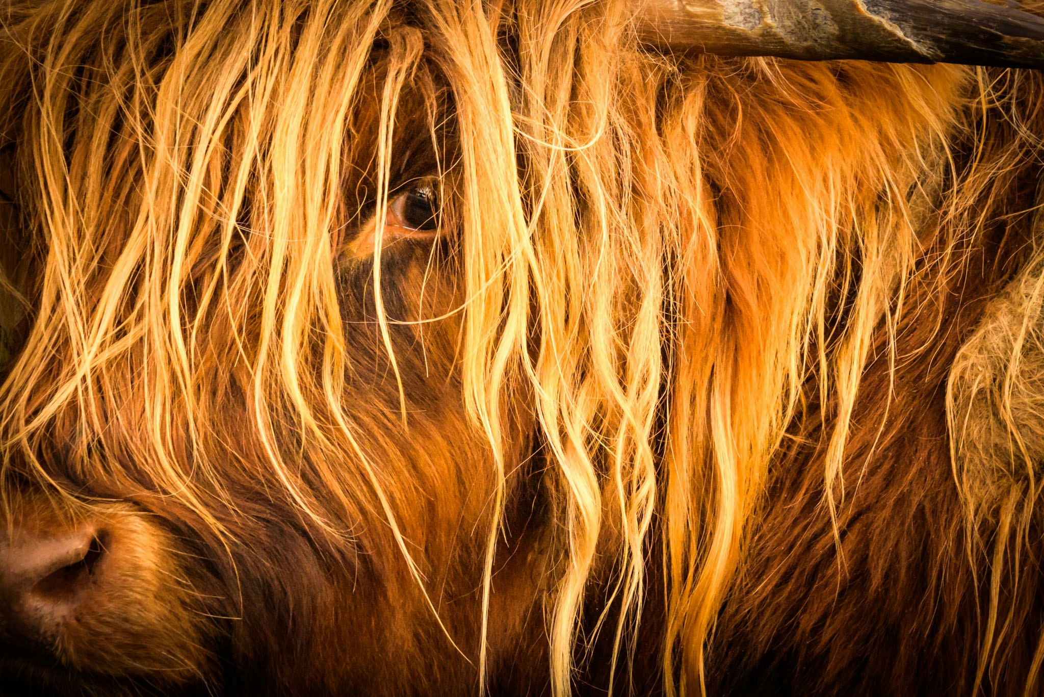 Travel News - Highland Cow