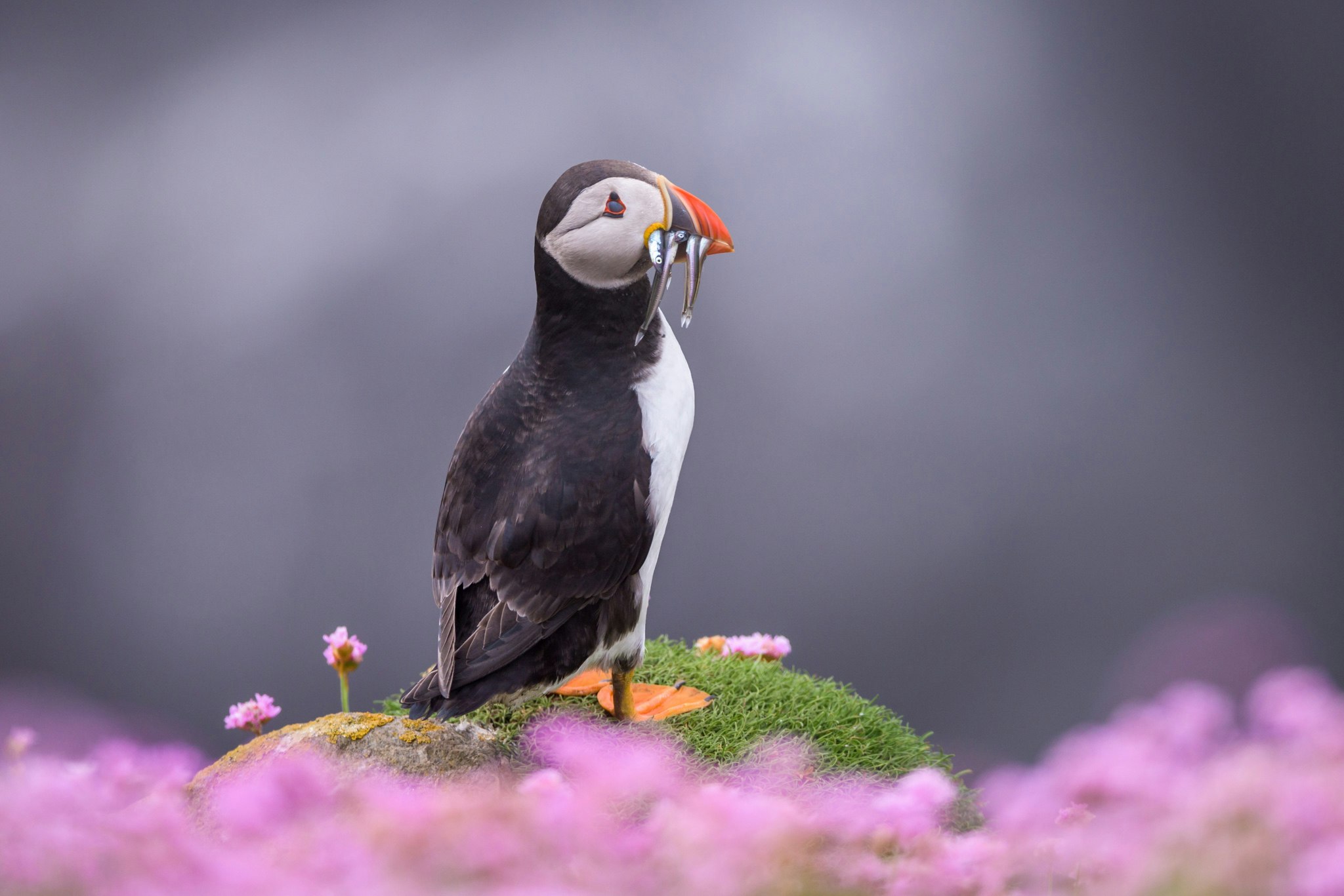 A puffin with sand eels on Great Saltee Island in County Wexford.