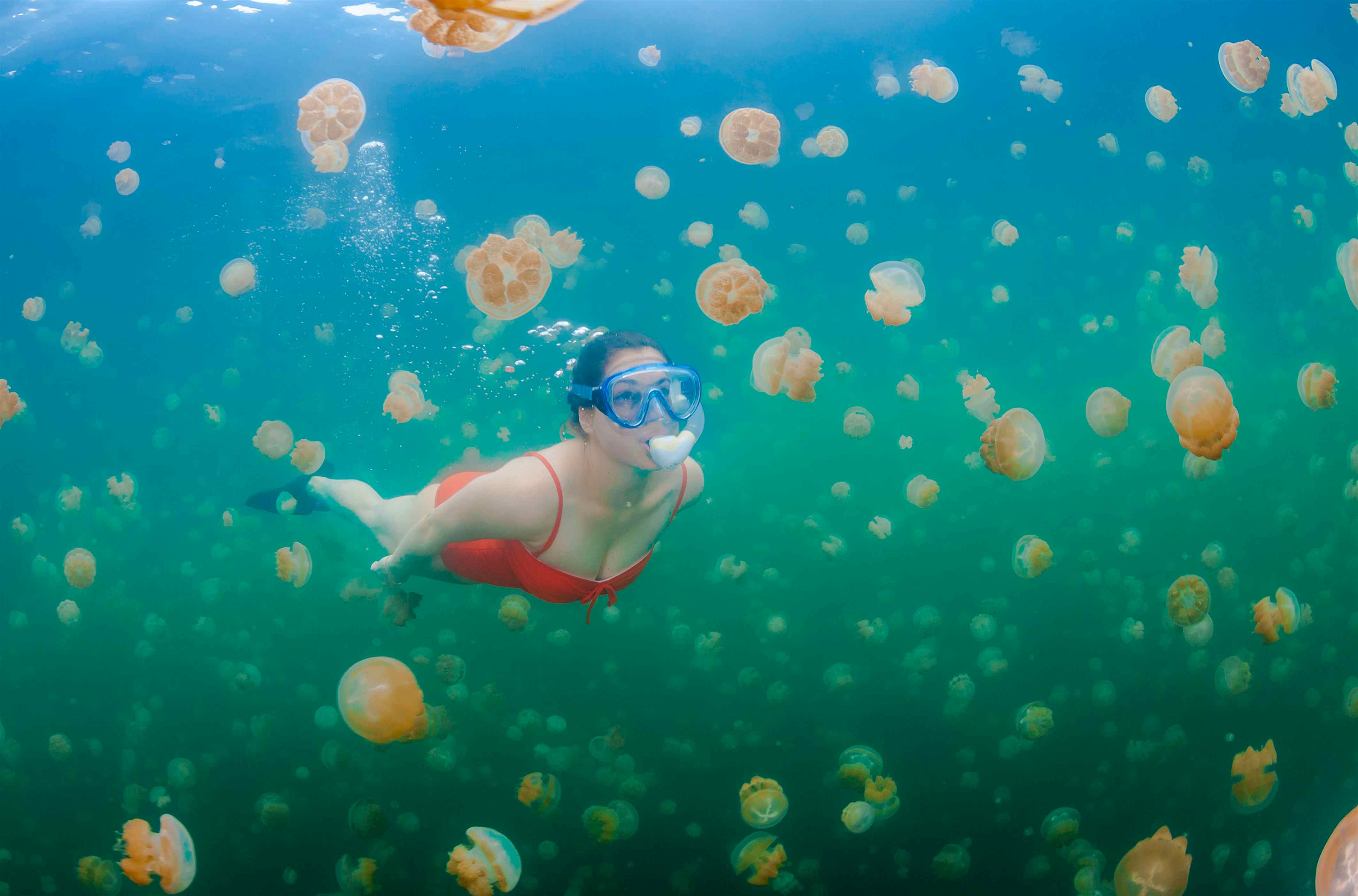 Palau’s incredible Jellyfish Lake is once again travellers