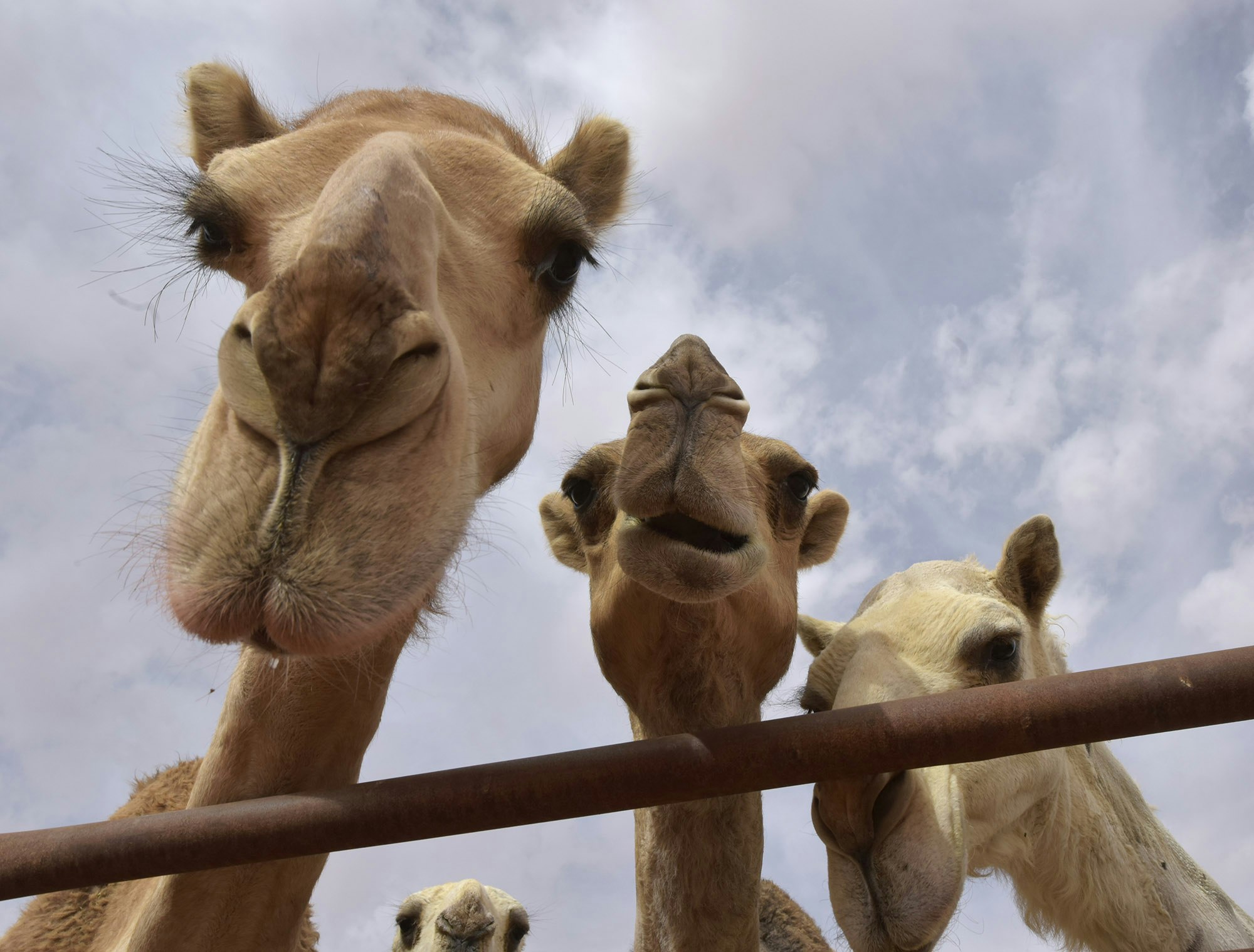 Travel News - Camel beauty contest
