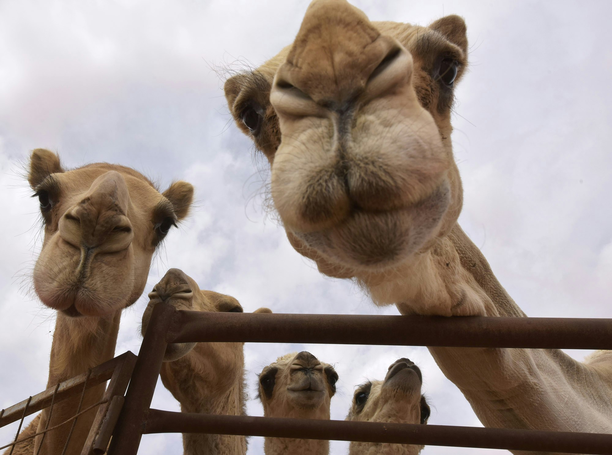 Travel News - LP1 Camel closeup