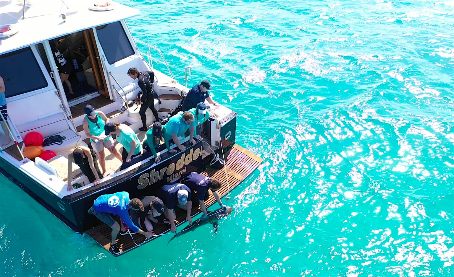 Travel News - Shark tagging 2 Travel News - Shark tagging 2