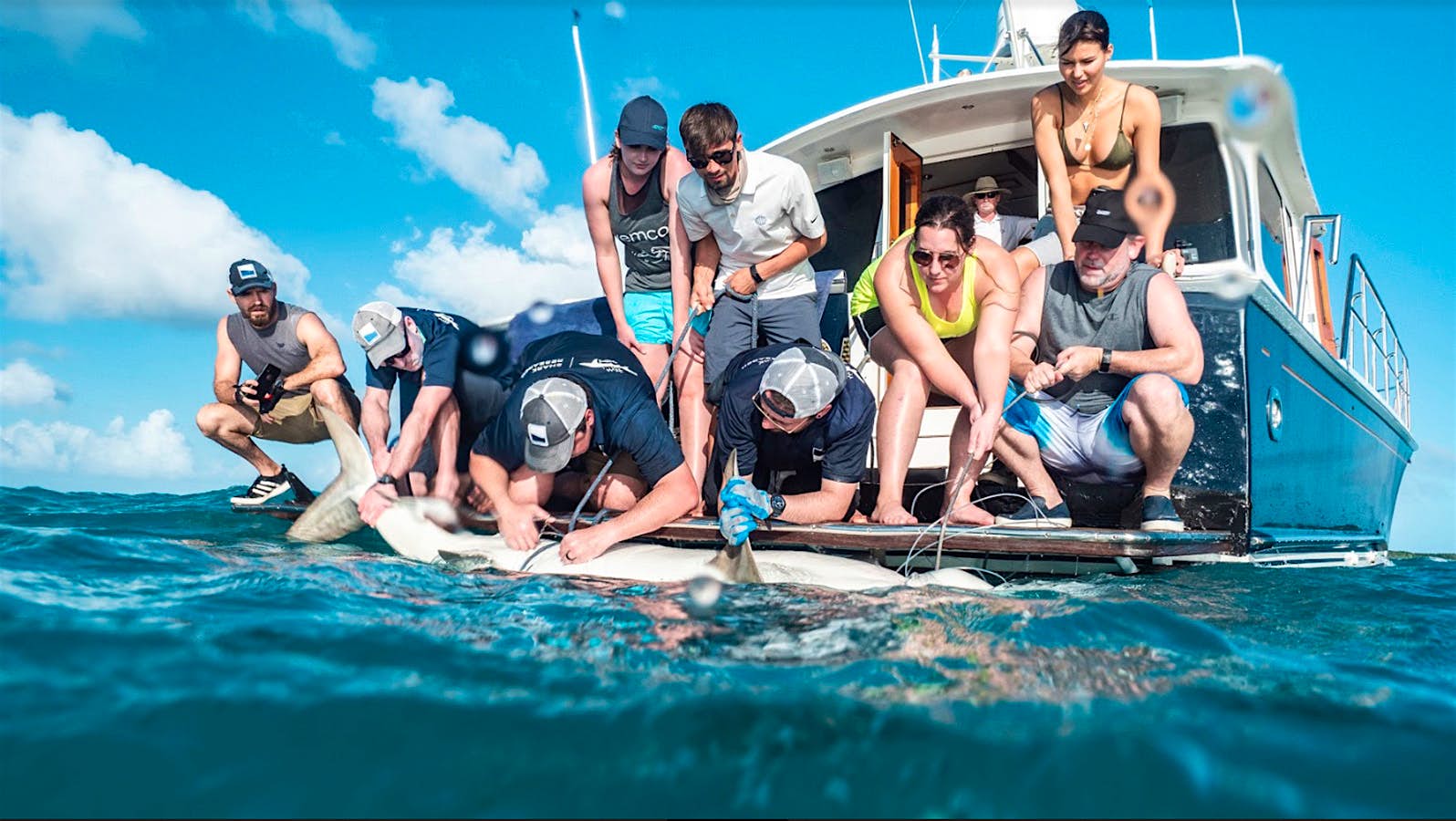 Travel News - Shark tagging 3 Travel News - Shark tagging 3
