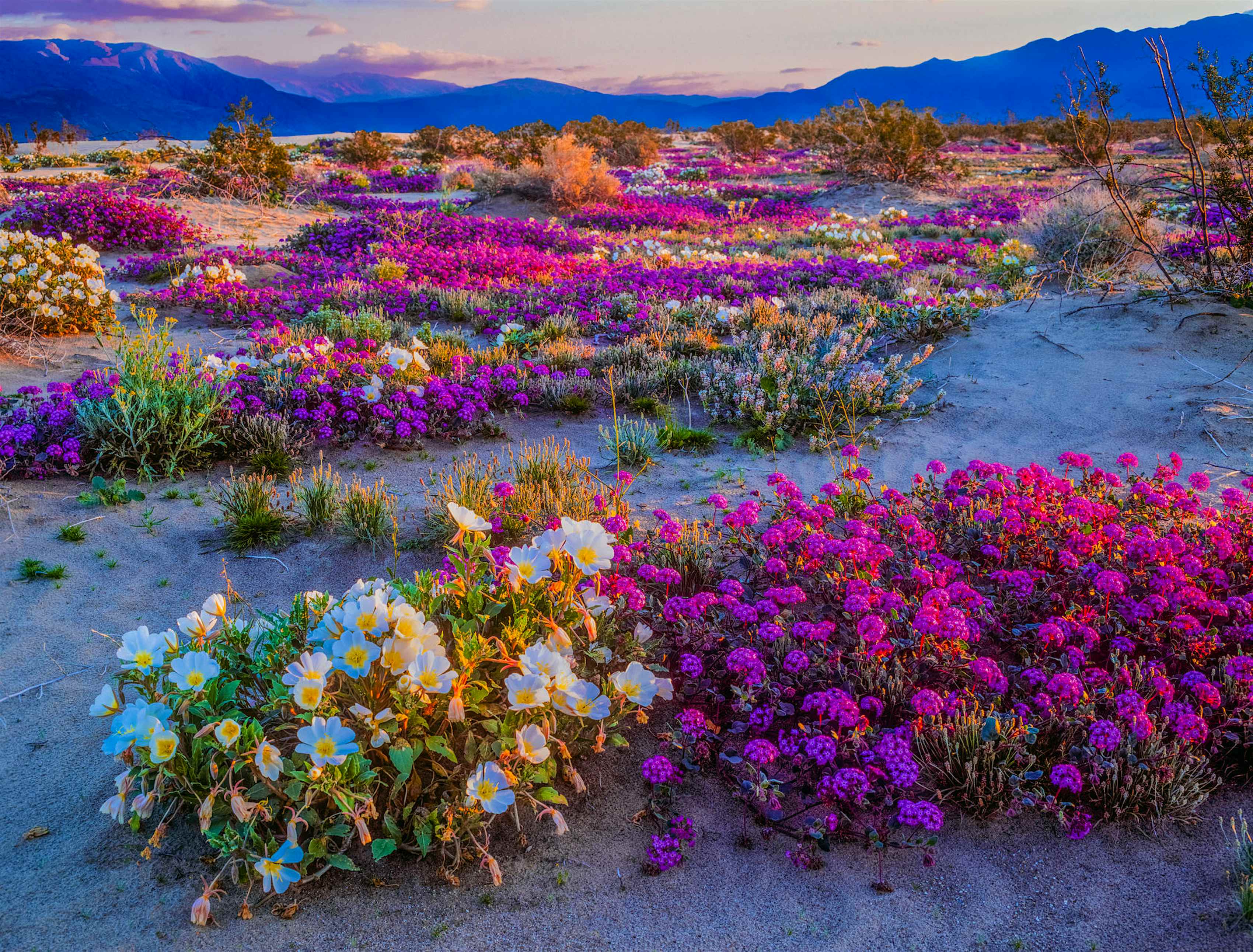 California might be set for another incredible wildflower bloom Lonely