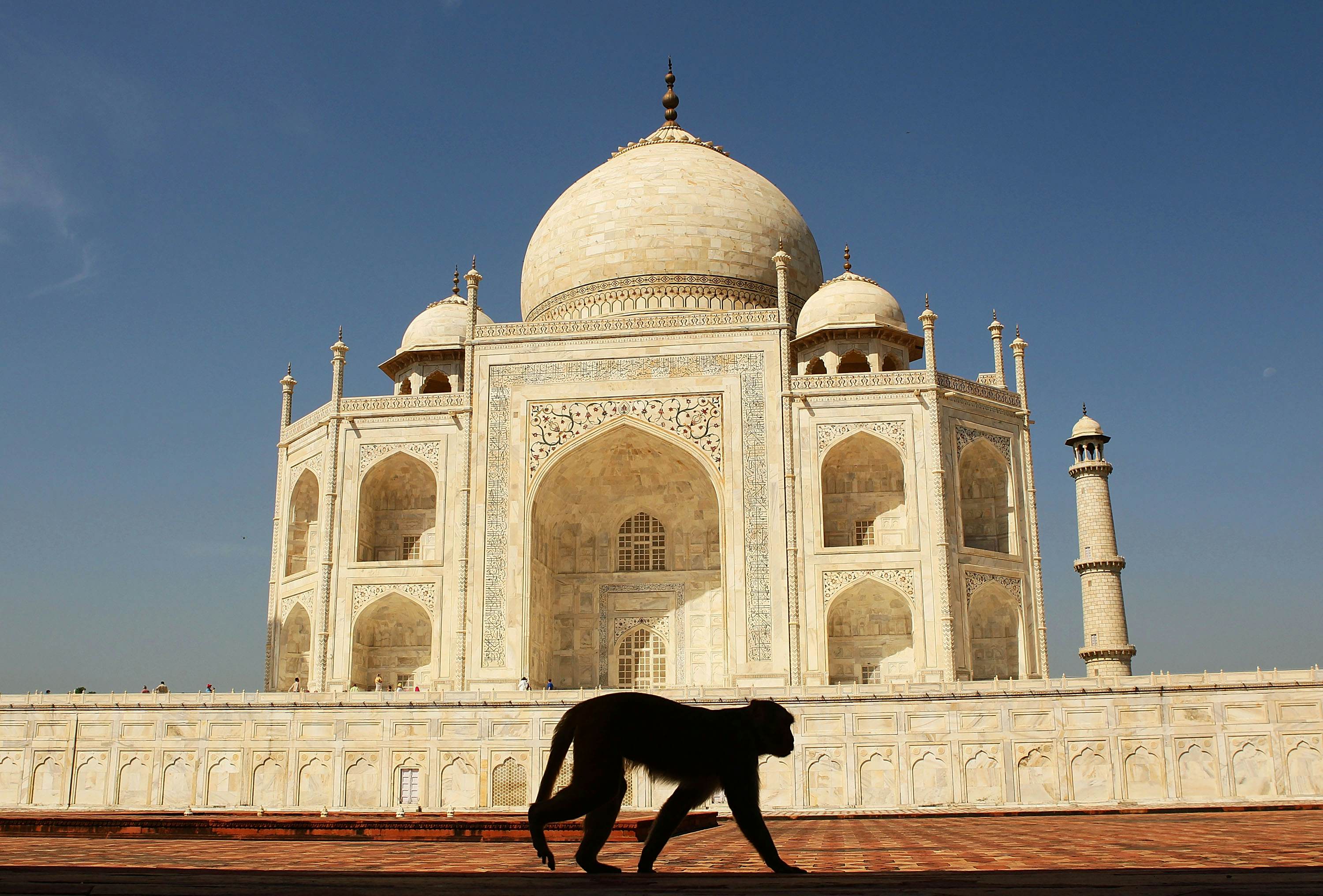 The Taj Mahal Is Having A Monkey Problem Lonely Planet