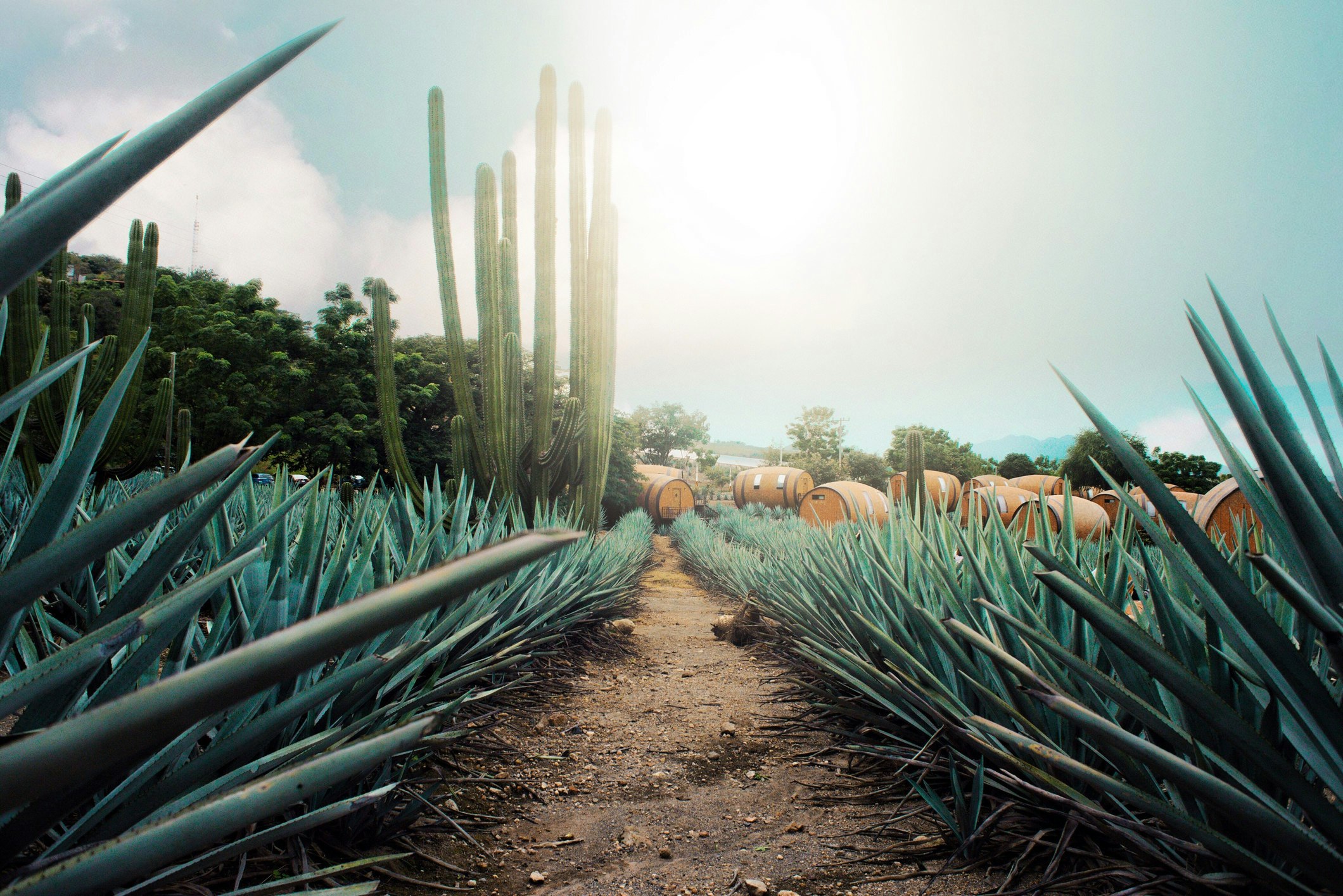 Travel News - tequila