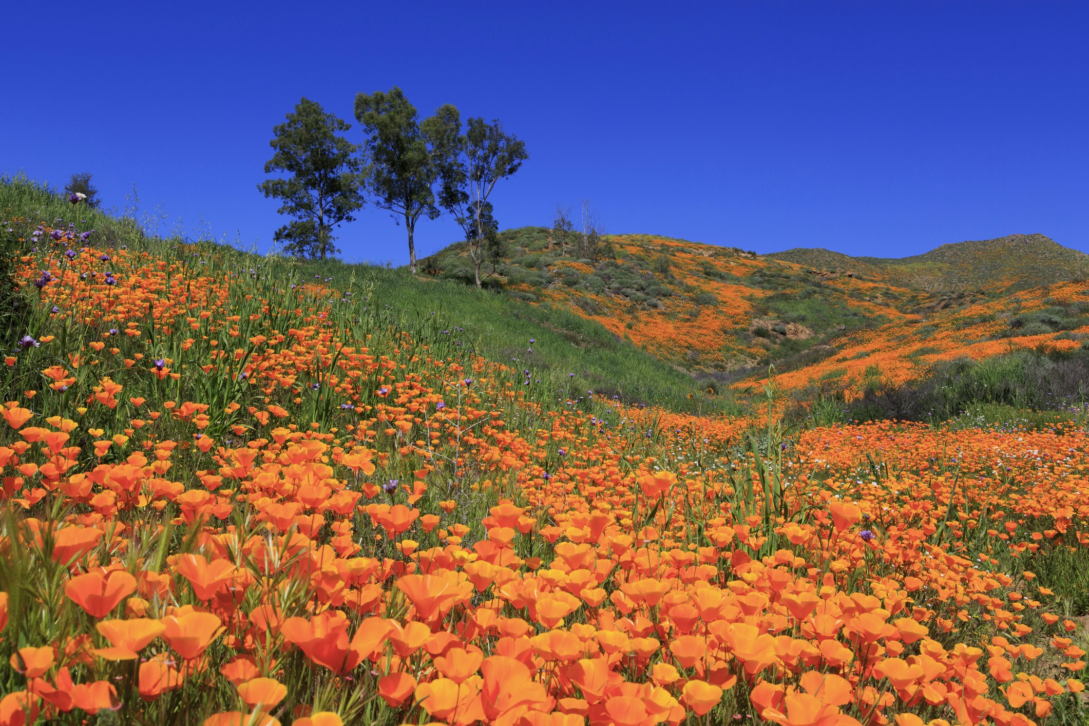 Travel News - Poppies, Walker Canyon, Lake Elsinore, California, United States of America, North America