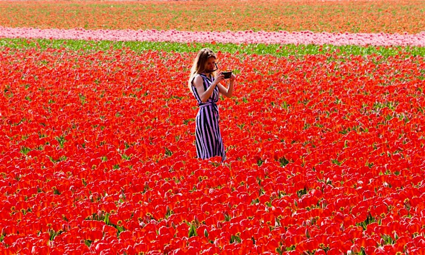 Travel News - Dutch tulips Travel News - Dutch tulips