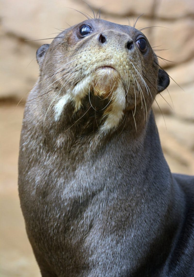 The giant river otter has returned to Argentina - Lonely Planet