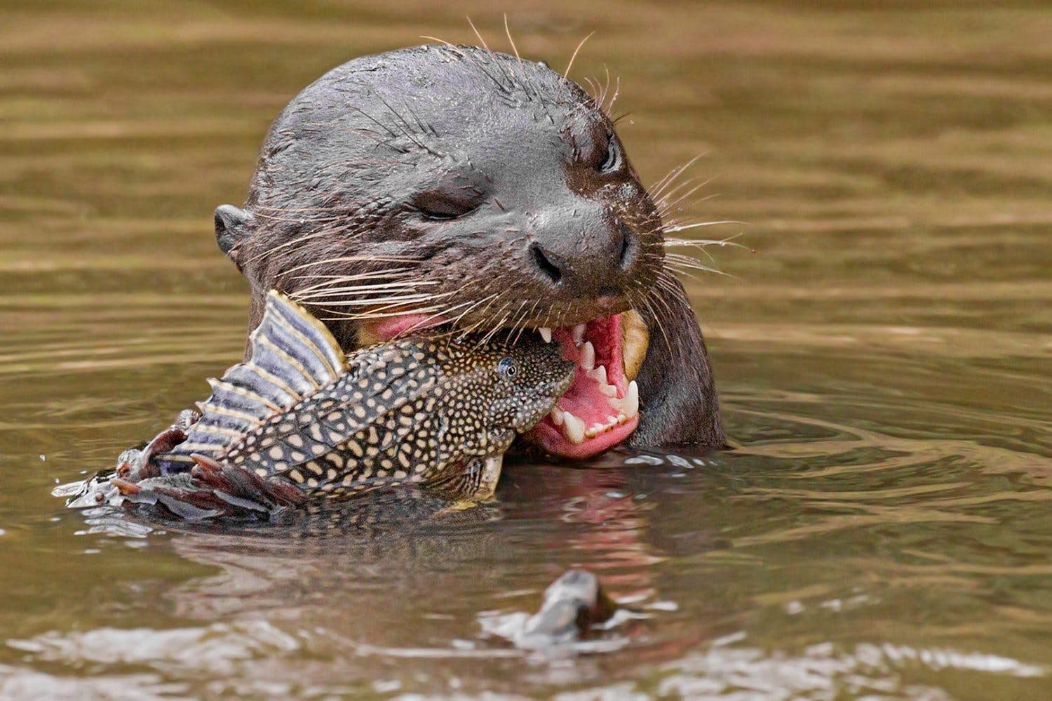 "Giant Otters": The Most Formidable Otters Renowned for Hunting and