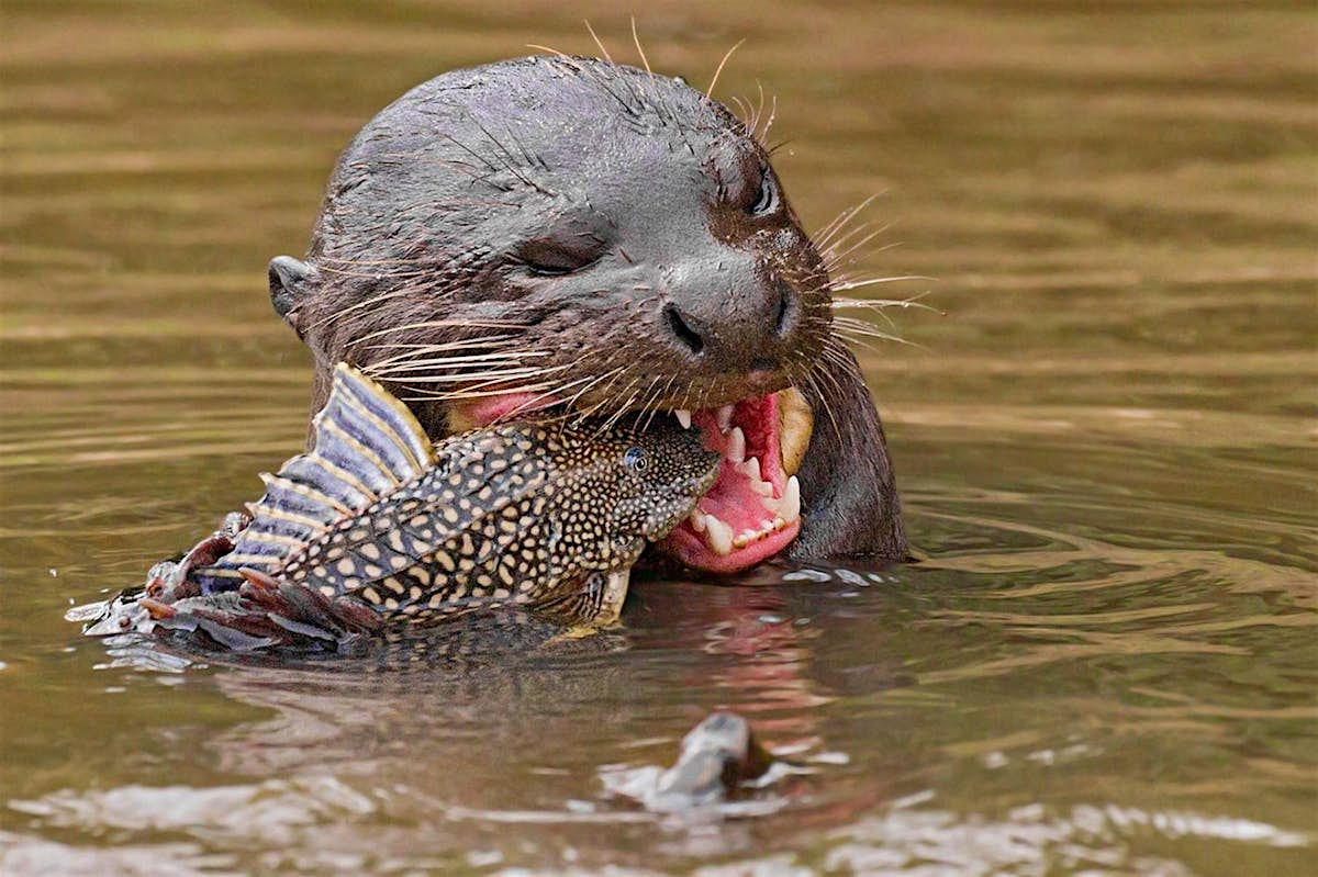 The giant river otter has returned to Argentina - Lonely Planet