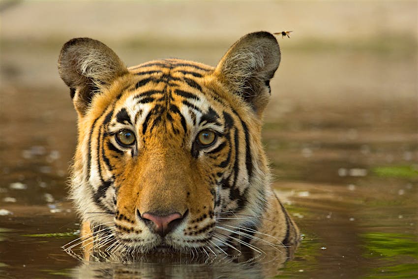 Travel News - ethical tigers Travel News - ethical tigers