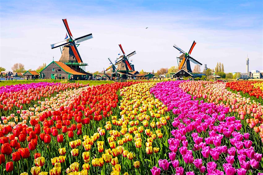 Travel News - Dutch tulips Travel News - Dutch tulips