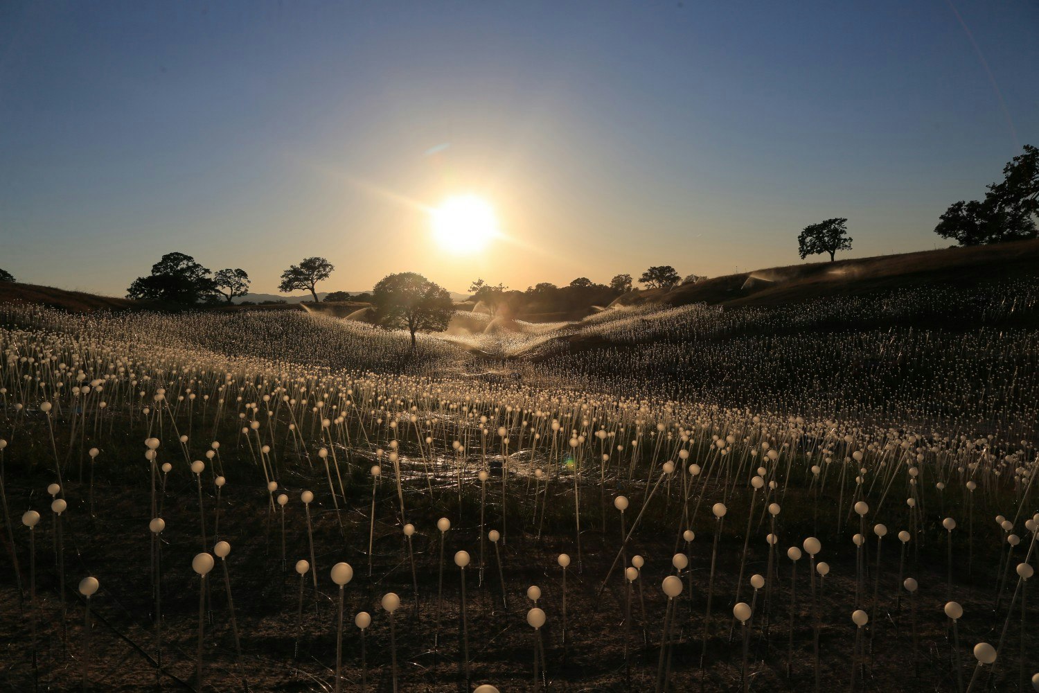 Bruce Munro's Field of Light at Sensorio