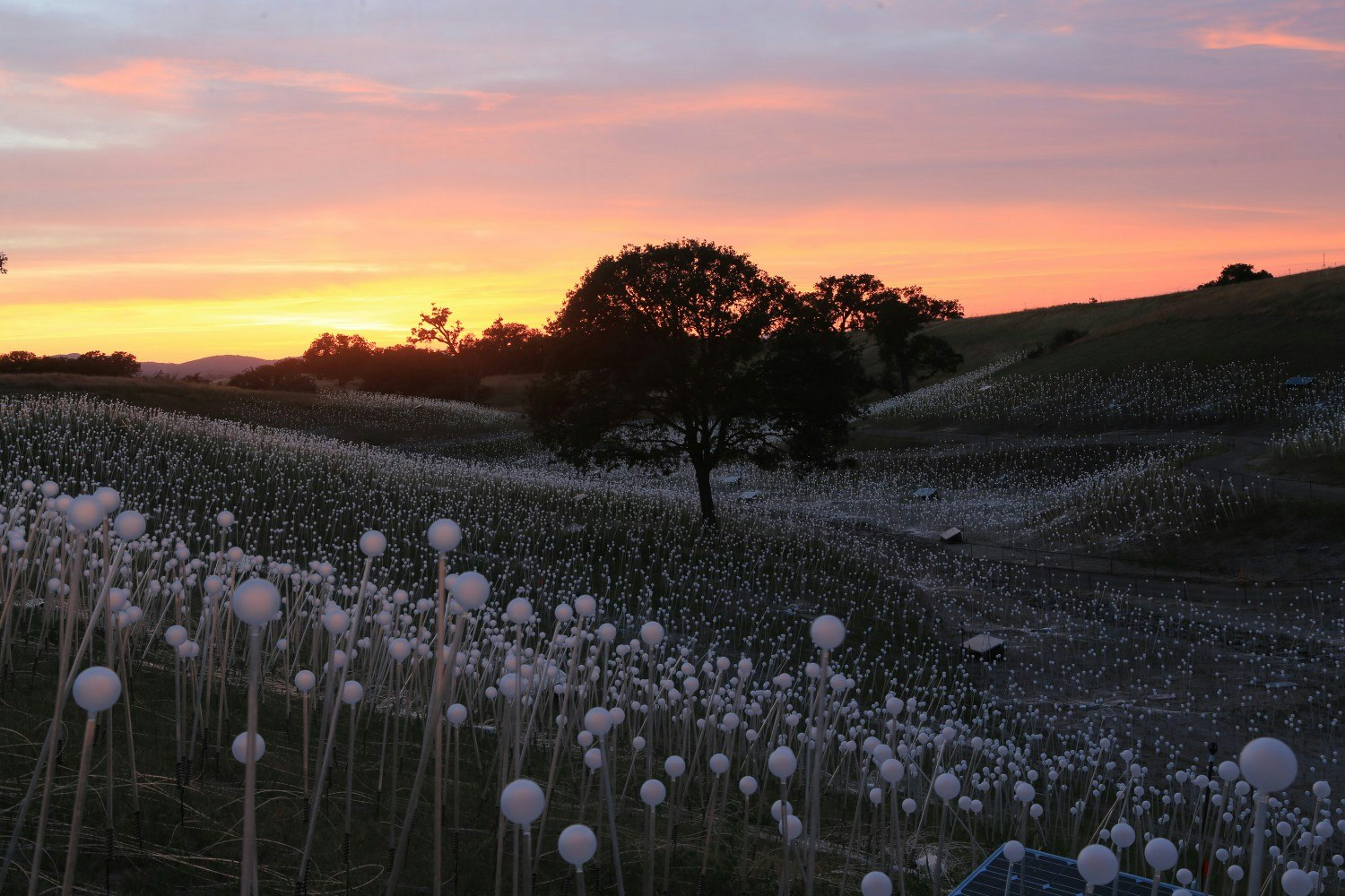 Bruce Munro's Field of Light at Sensorio.