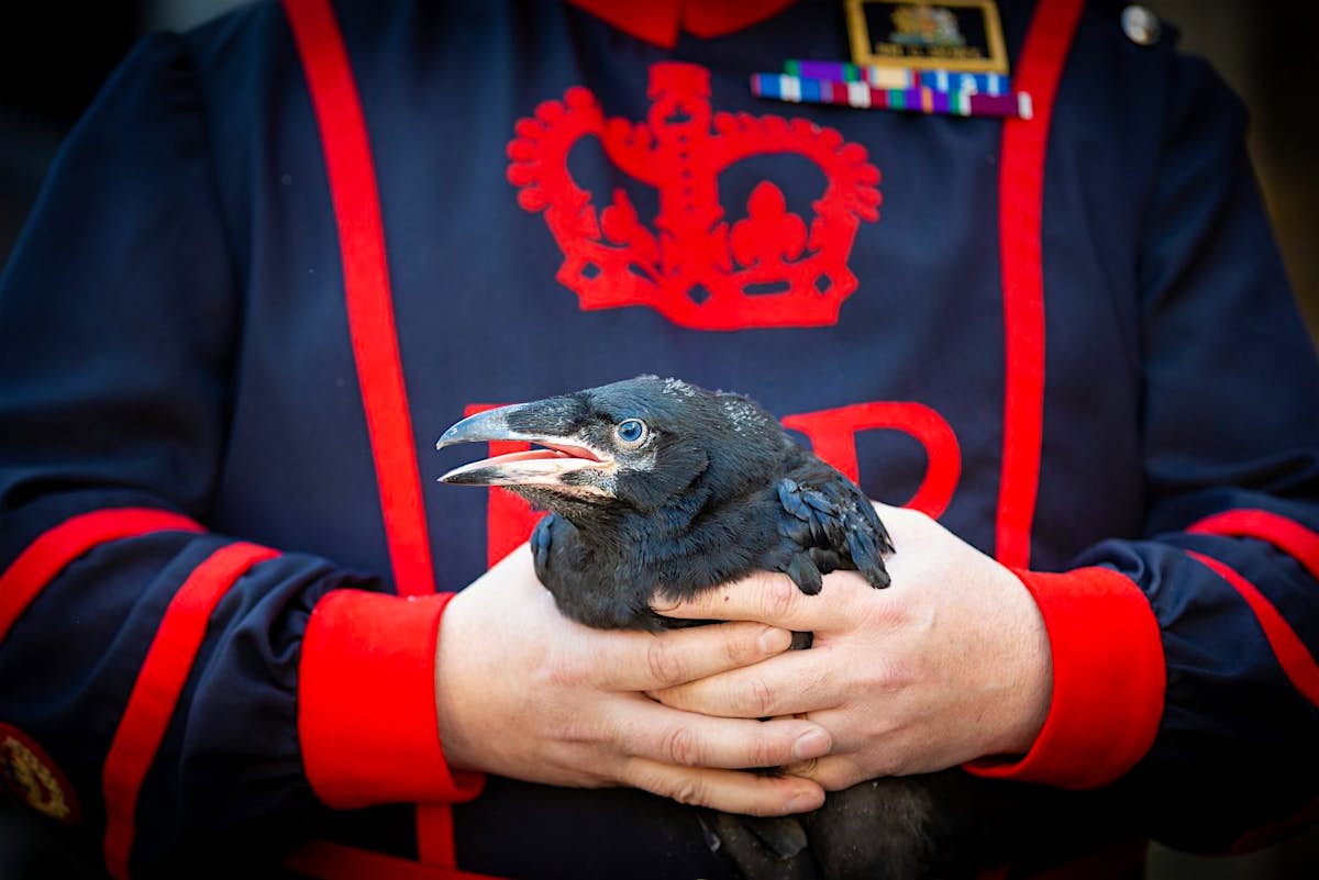 Baby Ravens Hatched At Tower Of London For The First Time In 30