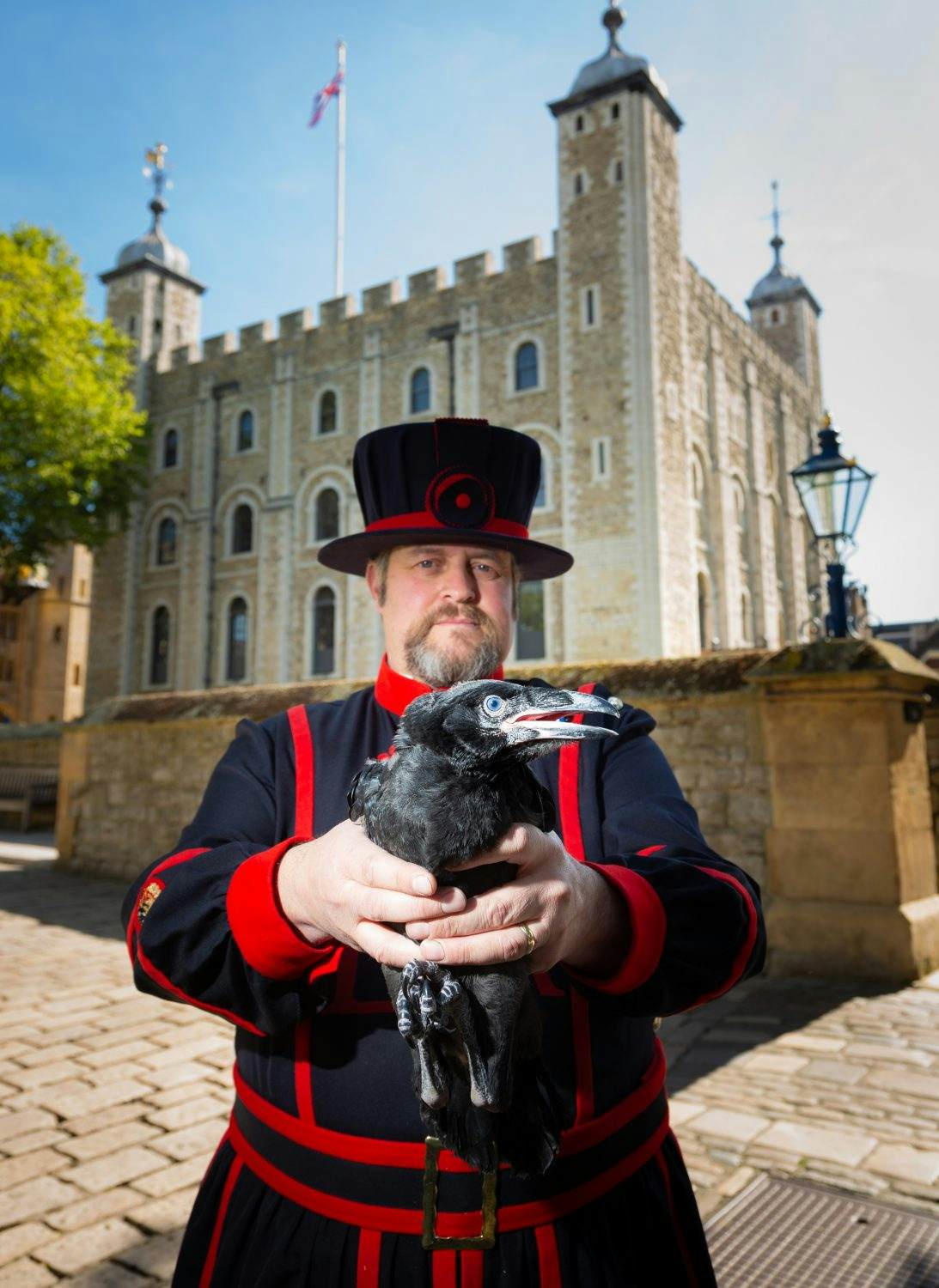 Baby ravens hatched at Tower of London for the first time