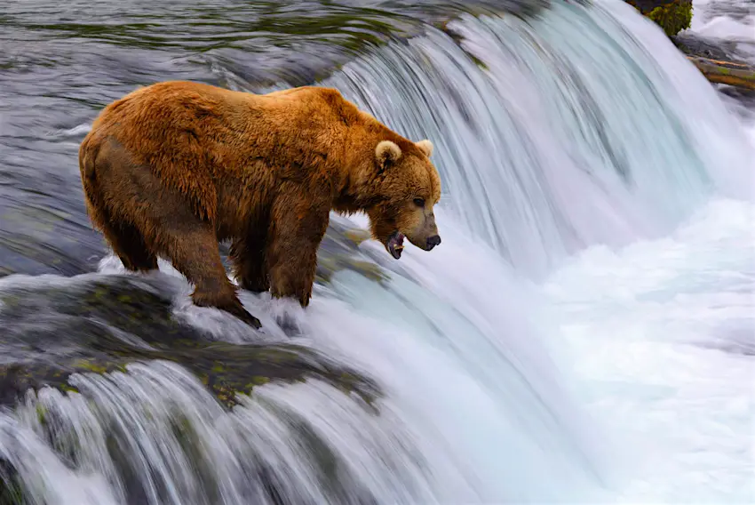Alaska Has A New Bear Watching Bridge That Will Protect People And Animals Lonely Planet