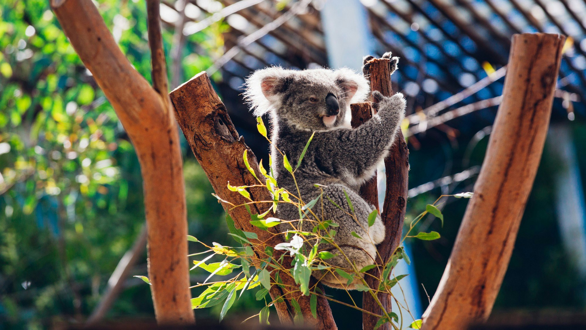 A koala on a tree.