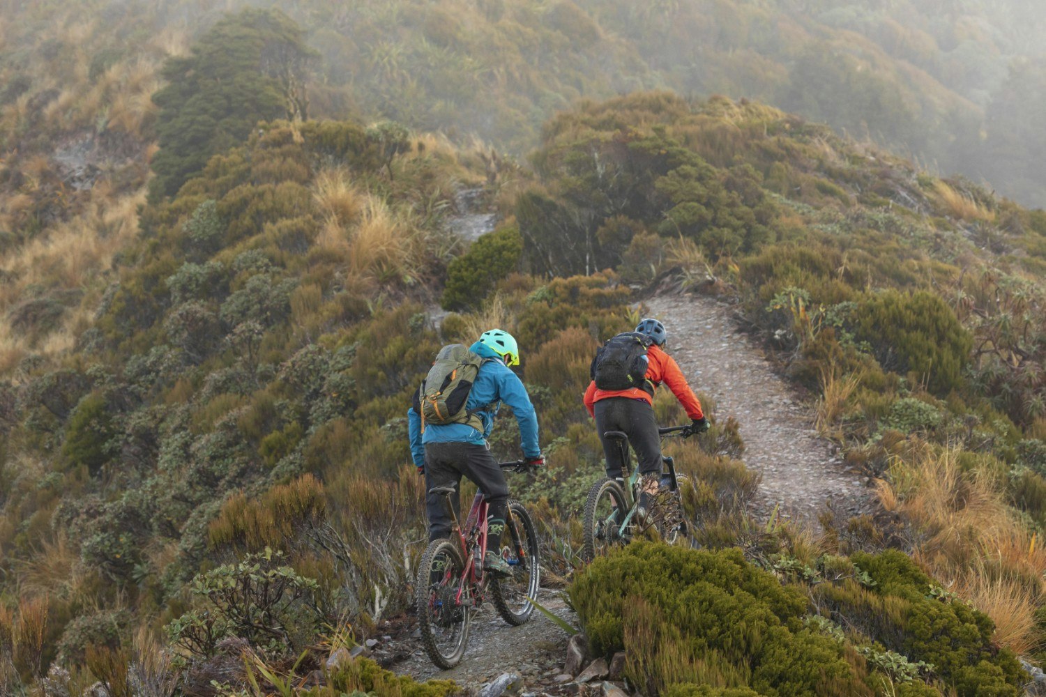 Two mountain bikers on the Paparoa Track, New Zealand; the stretch of narrow track is surrounded by heather and other foliage.
