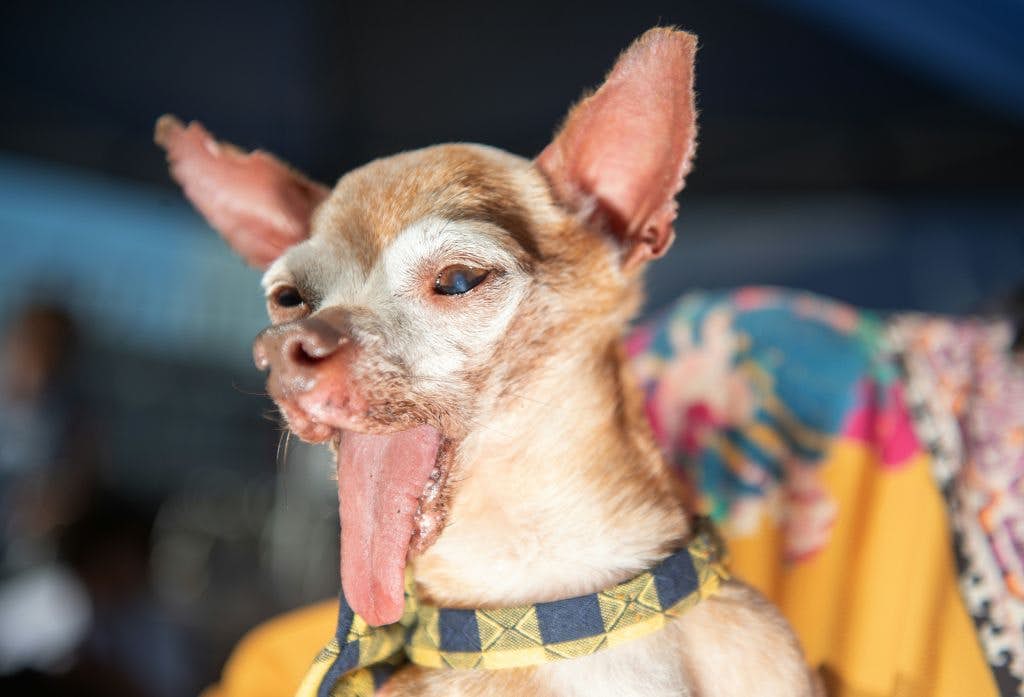 The World's Ugliest Dog crowned in California Lonely