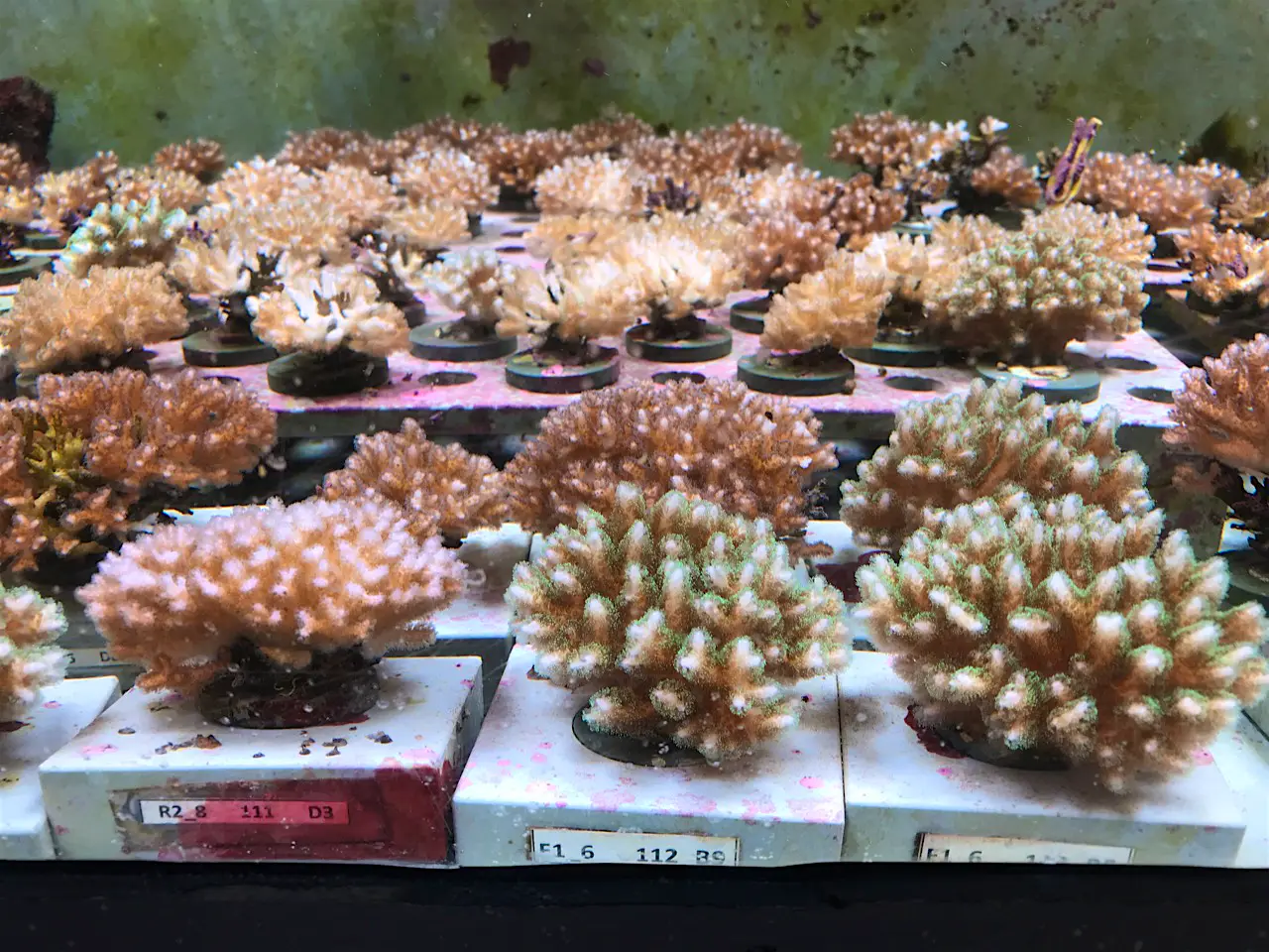 Travel News - Coral Nursery 2 coral nursery at the Museum of Underwater Art