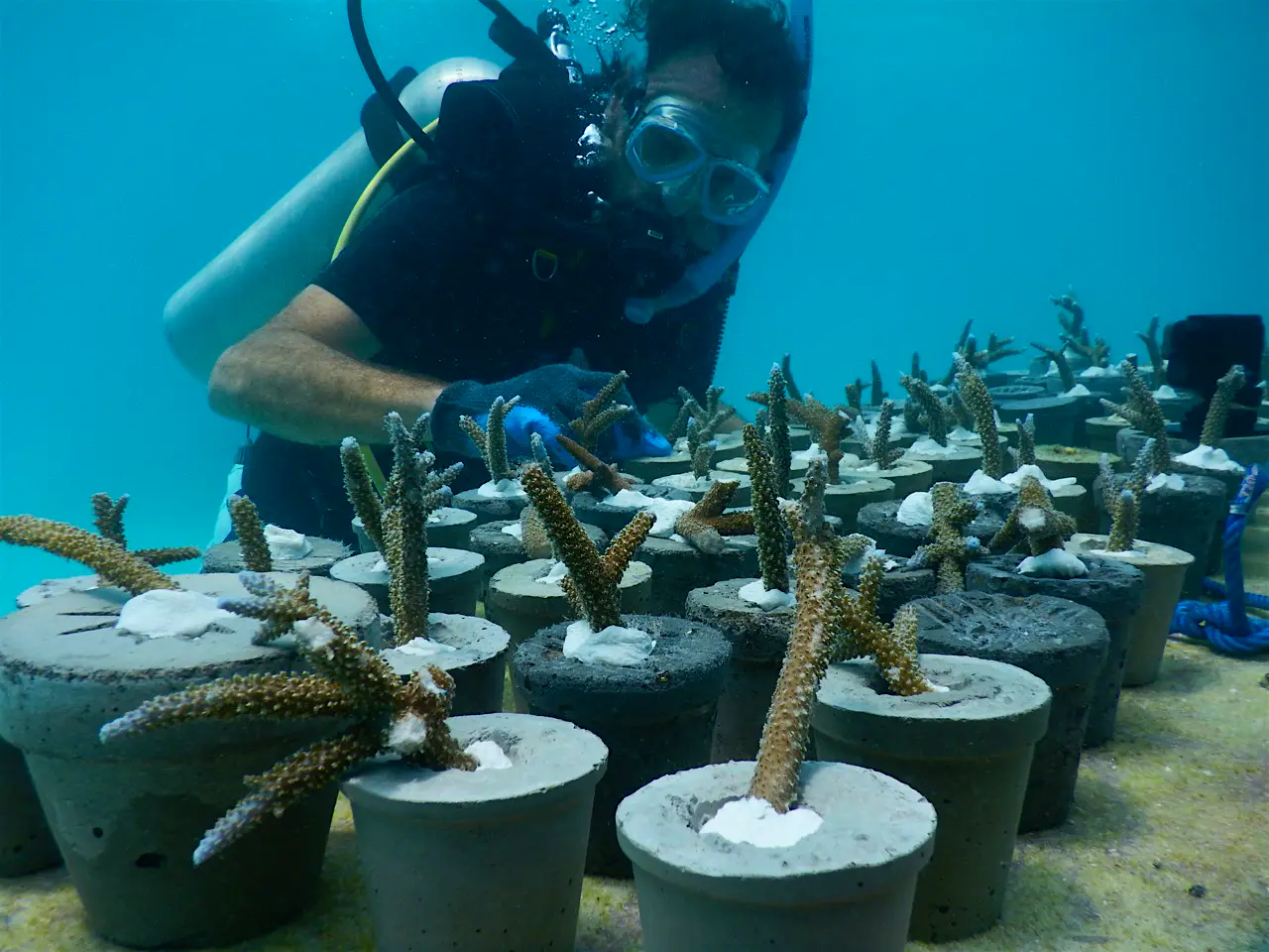 Travel News - Coral Nursery The greenhouse will include a coral nursery designed to encourage new growth.