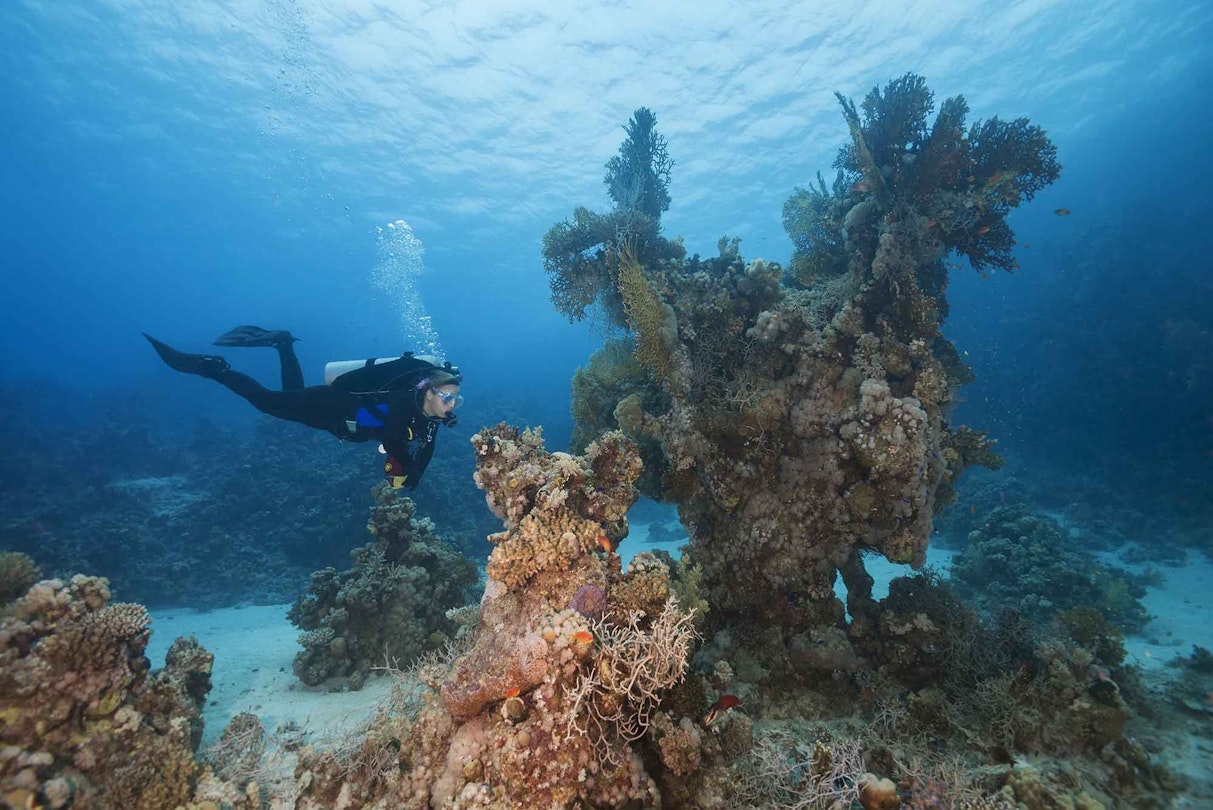 Red Sea coral reefs provide clues for reef survival
