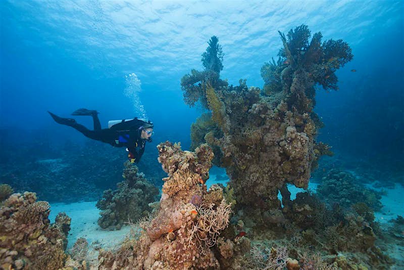 Travel News - Red Sea Underwater Red Sea coral reefs provide clues for reef survival
