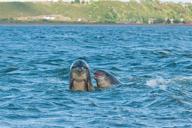 Travel News - Bottlenose dolphins Travel News - Bottlenose dolphins