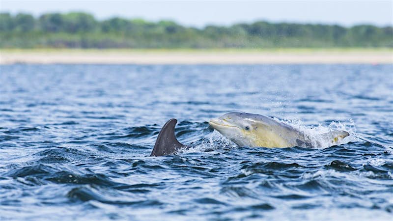 Travel News - Common bottlenose dolphin (Tursiops truncatus) in bay, Chanonry Point, Moray Firth, Inverness, Scotland, United Kingdom Travel News - Common bottlenose dolphin (Tursiops truncatus) in bay, Chanonry Point, Moray Firth, Inverness, Scotland, United Kingdom