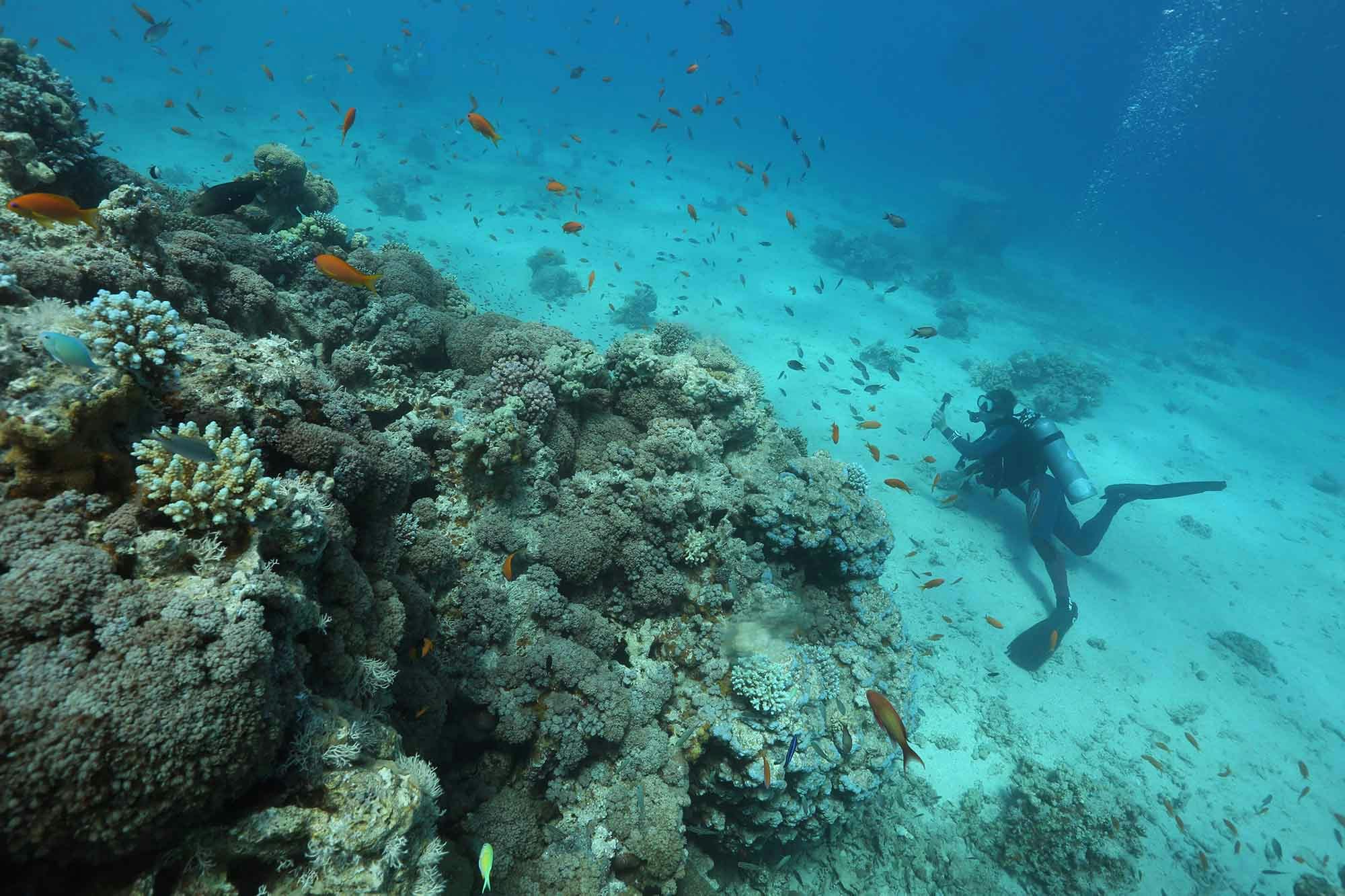 Scientists encouraged by Red Sea coral reef findings