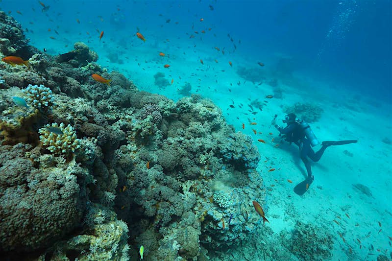 Travel News - ISRAEL-ENVIRONMENT-OCEANOGRAPHY-CLIMATE Scientists encouraged by Red Sea coral reef findings